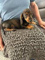 Teckels puppy 2 reutjes, Dieren en Toebehoren, Honden | Teckels en Dashonden, CDV (hondenziekte), 8 tot 15 weken, Korthaar, Dwerg