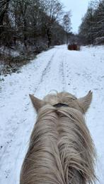 Ijslander stalling gezocht, Dieren en Toebehoren, Stalling en Weidegang, Stalling
