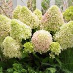 Hydrangea pan. Little fresco, Ophalen, Overige soorten, Volle zon