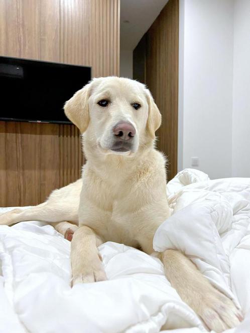 Labrador lili 3 jaar oud/ uit georgie, Dieren en Toebehoren, Honden | Niet-rashonden, Middel, Teef, Particulier, Eén hond, Buitenland