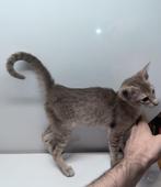 Oosterse Korthaar kittens 4 oktober BROWN & BLUE, Dieren en Toebehoren, Katten en Kittens | Raskatten | Korthaar, Meerdere dieren