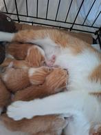 Kittens zo lief en mooi