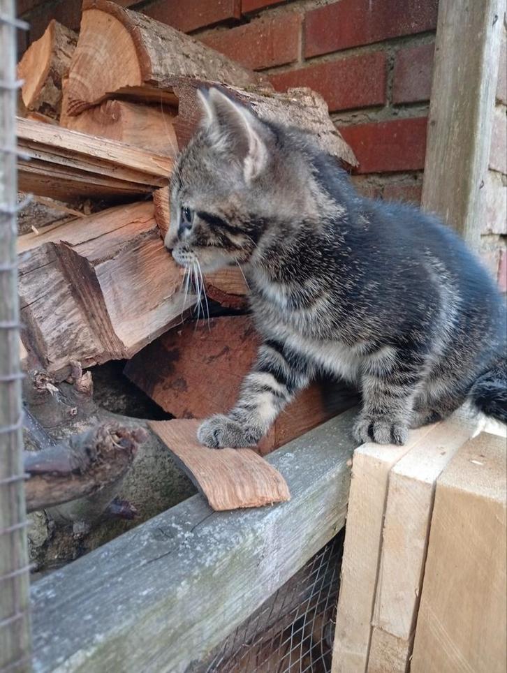 Kittens te koop, Dieren en Toebehoren, Katten en Kittens | Overige Katten, Kortharig, Meerdere dieren, 0 tot 2 jaar