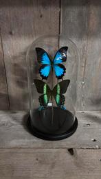 Stolp met opgezette vlinders , Ulysses&Blumei, Verzamelen, Dierenverzamelingen, Ophalen of Verzenden, Nieuw, Opgezet dier