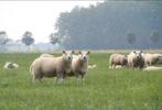 Gezocht Ram lammeren, Dieren en Toebehoren, Schapen, Geiten en Varkens, Schaap, Mannelijk