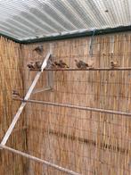 Zebravinken te koop., Dieren en Toebehoren, Meerdere dieren, Tropenvogel