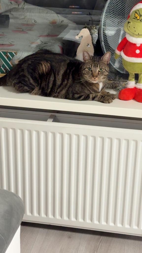 Lieve Poes, Dieren en Toebehoren, Katten en Kittens | Dekkaters, 0 tot 2 jaar