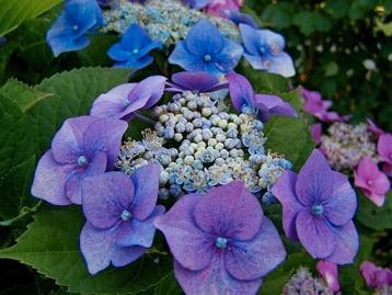 Hortensia Hydrangea macrophylla 'Mariesii Perfecta' 🍀🌸 beschikbaar voor biedingen