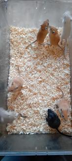 Gerbils, December, Meerdere dieren, Overige typen, Tam