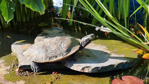 Schildpad te koop voor in de vijver, Dieren en Toebehoren, Vissen | Vijvervissen