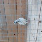 Tekoop   boedapester doffer 2024 ook wel ruilen duivin, Dieren en Toebehoren, Vogels | Duiven, Mannelijk, Postduif