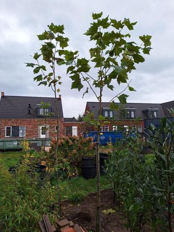 PLATANEN beschikbaar voor biedingen