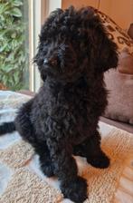 Labradoodle teefje beschikbaar,, Dieren en Toebehoren, Honden | Chihuahua's en Gezelschapshonden, Overige rassen, 8 tot 15 weken