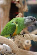 Stoere Bonte Boertjes | Senegal papegaai | getest op ziektes, Dieren en Toebehoren, Vogels | Parkieten en Papegaaien, Papegaai