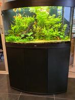 Juwel Vision 180 L LED Aquarium, Ophalen, Zo goed als nieuw, Gevuld zoetwateraquarium