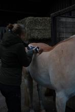 Professioneel paard of pony scheren, Verzorging of Verzorgpony's