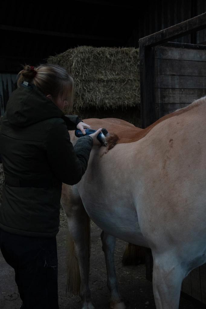 Professioneel paard of pony scheren, Diensten en Vakmensen, Dieren | Paarden | Verzorging, Oppas en Les, Verzorging of Verzorgpony's