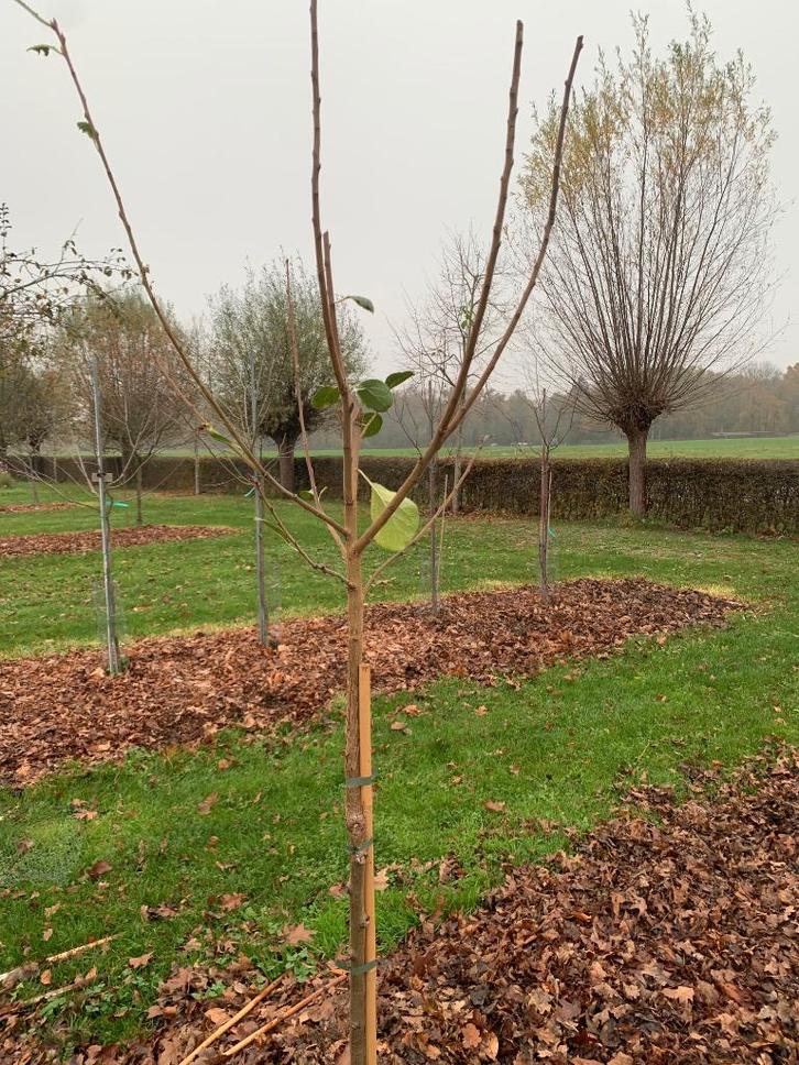 Kleine Pruimenbomen - Uniek sortiment halfstam pruimenbomen, Tuin en Terras, Planten | Fruitbomen, Pruimenboom, 100 tot 250 cm