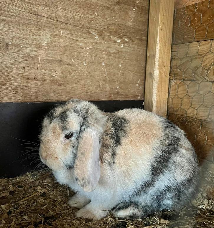 Knappe lieve Minilop voedster🩷, Dieren en Toebehoren, Konijnen, Dwerg, Vrouwelijk