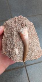 Top kwaliteit Plesiosaurus tand uit Marokko fossielen, Verzamelen, Mineralen en Fossielen, Ophalen of Verzenden, Fossiel