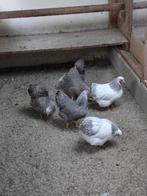 Wyandotte kriel Meerzomig Zilverpatrijs, Vrouwelijk, Kip