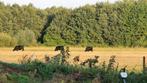 angus en kruislingen, Meerdere dieren, 3 tot 6 jaar