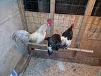 2 lakenvelder krielhanen en 1 lakenvelder krielkip, Dieren en Toebehoren, Mannelijk, Kip