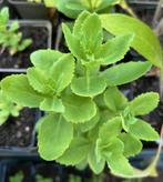 Sedum telephium – Hemelsleutel, Bio, Tuin en Terras, Planten | Tuinplanten, Overige soorten, Volle zon, Vaste plant, Ophalen of Verzenden