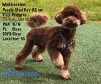 Toy Poedel Dwerg DEKREU Choco Tan Phantom Brown Tri , FCI, Dieren en Toebehoren, Rabiës (hondsdolheid), Reu, 1 tot 2 jaar, Eén hond