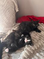 Nestje kittens, Dieren en Toebehoren, Katten en Kittens | Overige Katten
