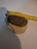 Trilobiet afkomstig uit Marokko, Verzamelen, Mineralen en Fossielen, Ophalen of Verzenden, Fossiel