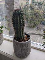 Mooie grote gezonde cactus, Cactus, Minder dan 100 cm, Bloeiende kamerplant, Volle zon