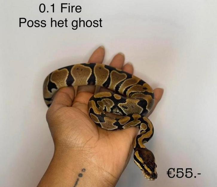 0.1 Fire poss het Ghost NK24