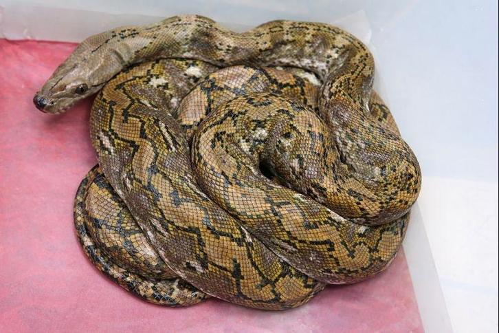 1.1 python reticulatus Pur KAYUADI Super Dwarf f1