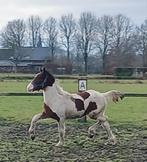 Mooie en brave haflinger x barock pinto hengstveulen Tekoop, Hengst, Minder dan 160 cm, Gechipt, 0 tot 2 jaar