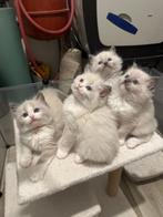 💕prachtig raszuivere ragdoll kittens ( geen stamboom ), Poes, Ontwormd, 0 tot 2 jaar