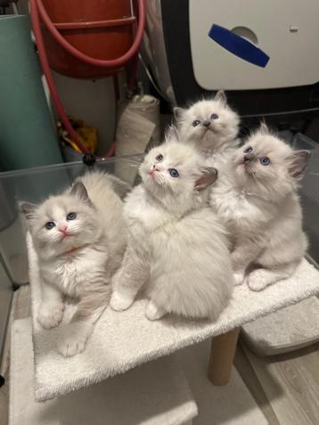 💕prachtig raszuivere ragdoll kittens ( geen stamboom ) beschikbaar voor biedingen