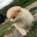 Pomeriaan pup, Dieren en Toebehoren, Honden | Poolhonden, Keeshonden en Oertypen, Particulier, 15 weken tot 1 jaar, Buitenland