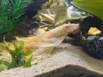 Ancistrus dolichop algeneter, Dieren en Toebehoren, Vissen | Aquariumvissen, Zoetwatervis, Vis