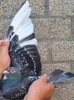 Postduif Direct SON "NIEK", Dieren en Toebehoren, Mannelijk, Postduif