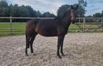 3 jarige drachtige merrie, Dieren en Toebehoren, Paarden, Merrie, Springpaard, Zadelmak, 3 tot 6 jaar