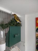 Bastaard, Dieren en Toebehoren, Mannelijk, Wildzangvogel, Geringd
