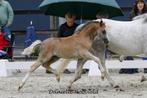 Kwaliteits Welsh sectie A hengstveulen, diverse kleuren, Dieren en Toebehoren, Pony's, Hengst, 0 tot 2 jaar