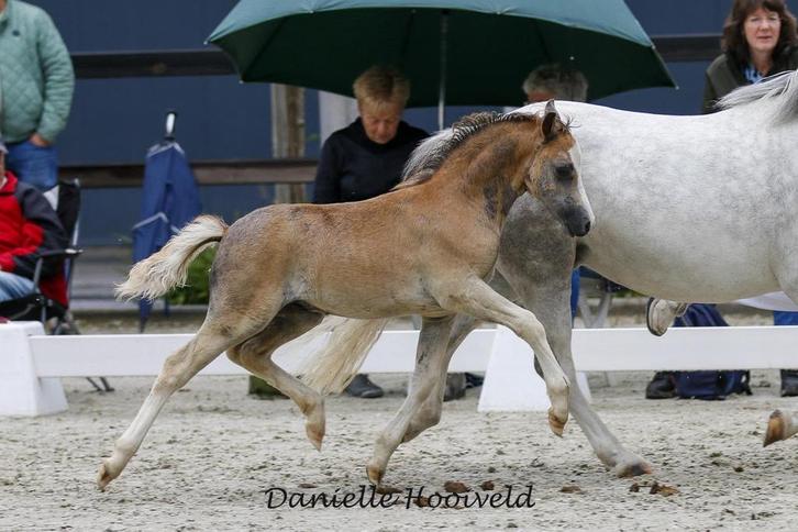 Kwaliteits Welsh sectie A hengstveulen, diverse kleuren, Dieren en Toebehoren, Pony's, Hengst, 0 tot 2 jaar
