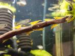 Neocaridina Davidi Yellow Banana, Kreeft, Krab of Garnaal, Zoetwatervis
