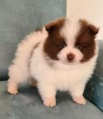 Geweldig mooi/ lief Parti Color Pomeriaan/dwergkees pup reu, Dieren en Toebehoren, Keeshond, 8 tot 15 weken, Meerdere, Meerdere dieren