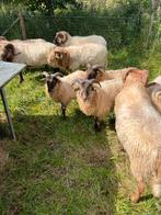 8 ram lammeren uit stamboek ouders drents heideschapen, Dieren en Toebehoren, Mannelijk, Schaap