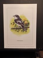 Bonte vliegenvanger - Buzin - prent kunst  afm.  18 x 24 cm, Verzenden, Zo goed als nieuw, Voor 1940, Dier