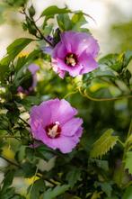 Altheastruik 'Russian Violet' (Hibiscus syriacus 'Russian Vi, Tuin en Terras, Planten | Tuinplanten, Zomer, Vaste plant, Ophalen of Verzenden