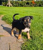 Jack russell kruising teefje zeer lief en sociaal., Jack Russell Terriër, 8 tot 15 weken, Teef, CDV (hondenziekte)
